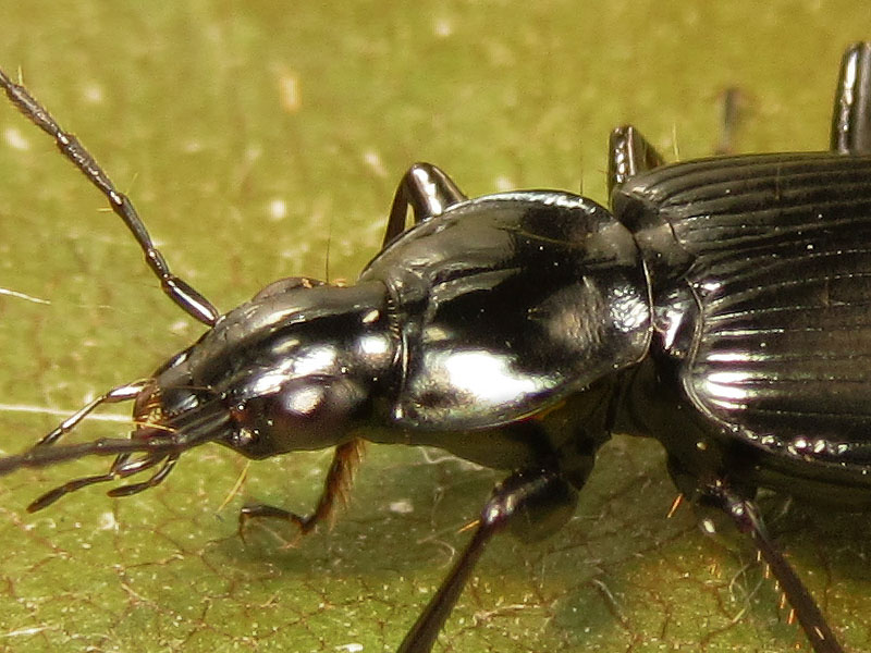 Carabidae: Agonum viduum